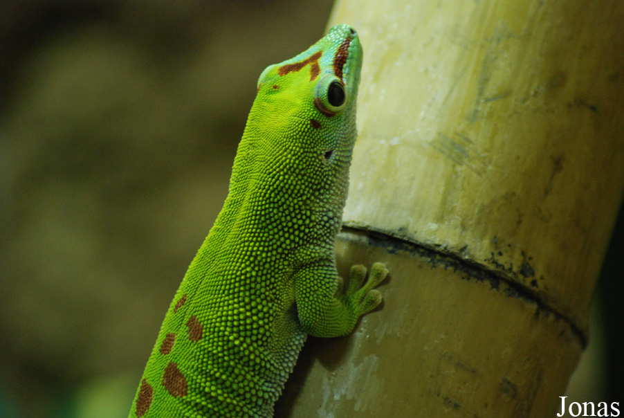 Phelsuma grandis