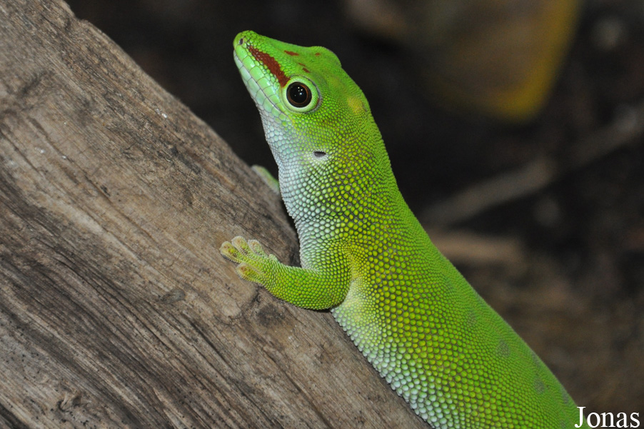 Phelsuma grandis