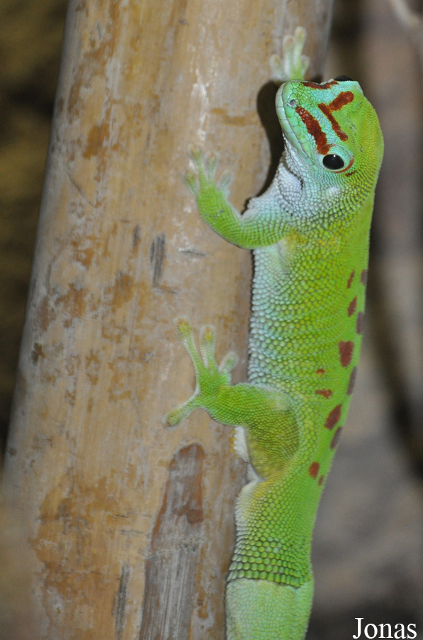 Phelsuma grandis