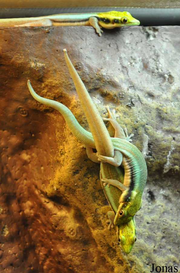 Phelsuma klemmeri
