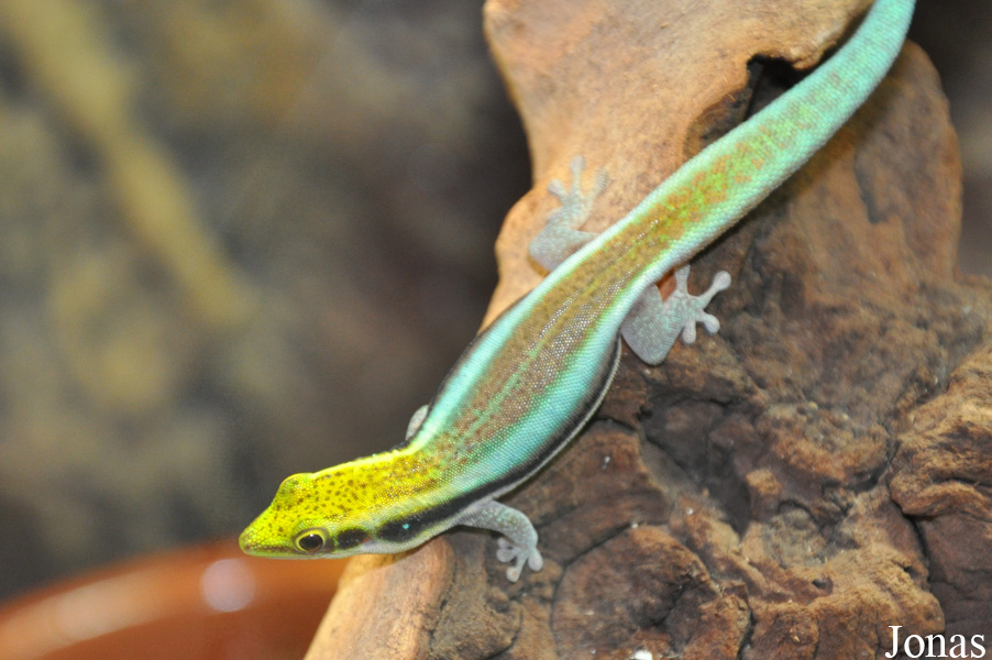 Phelsuma klemmeri