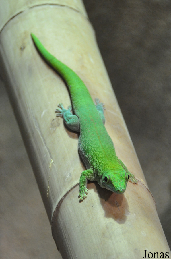 Phelsuma kochi
