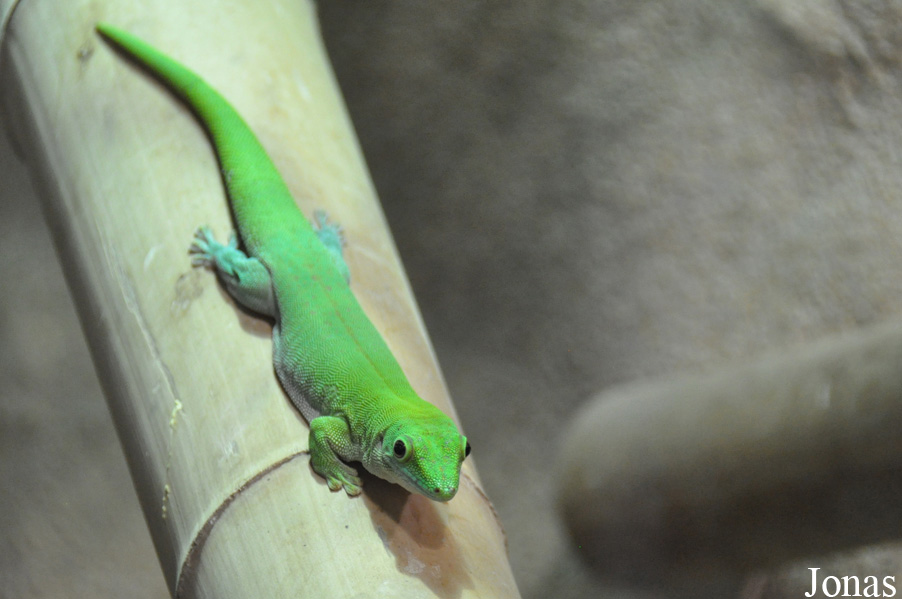 Phelsuma kochi