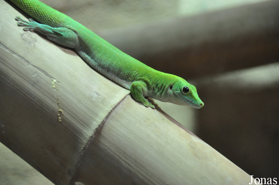 Phelsuma kochi