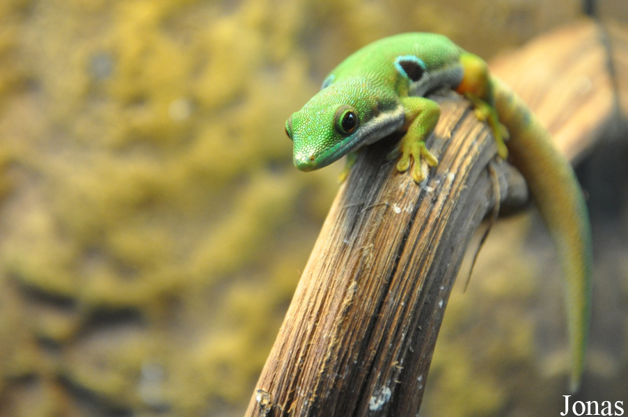 Phelsuma quadriocellata