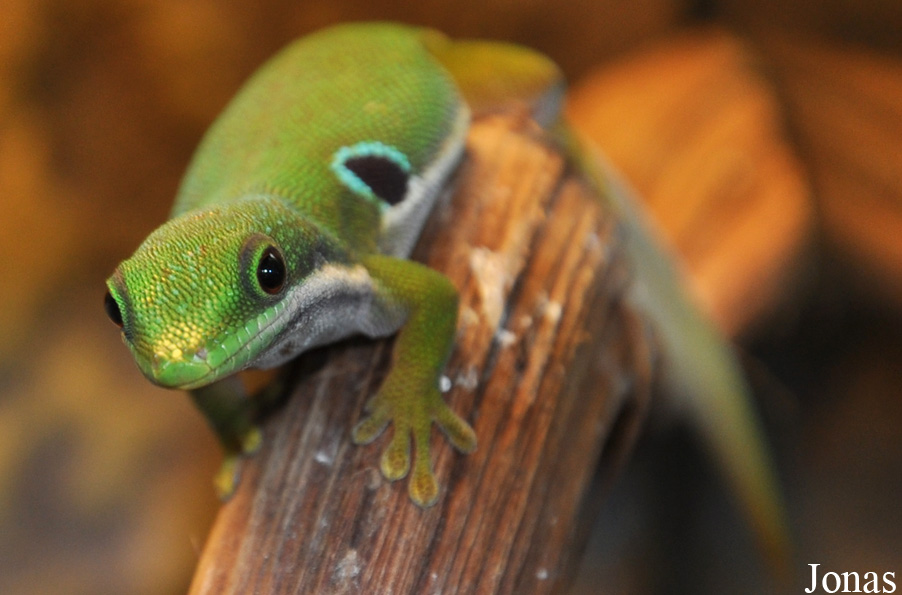 Phelsuma quadriocellata