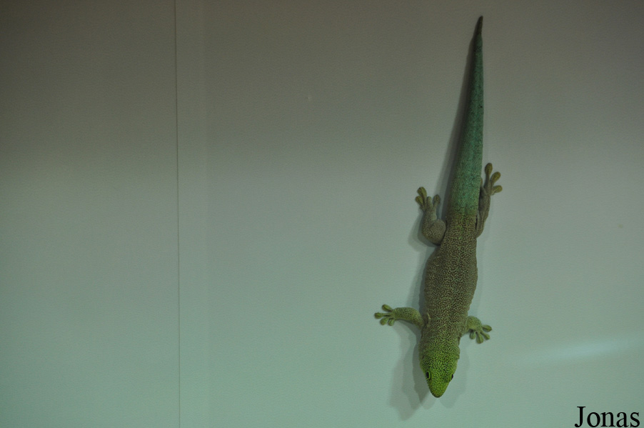 Phelsuma standingi