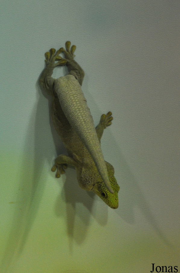 Phelsuma standingi