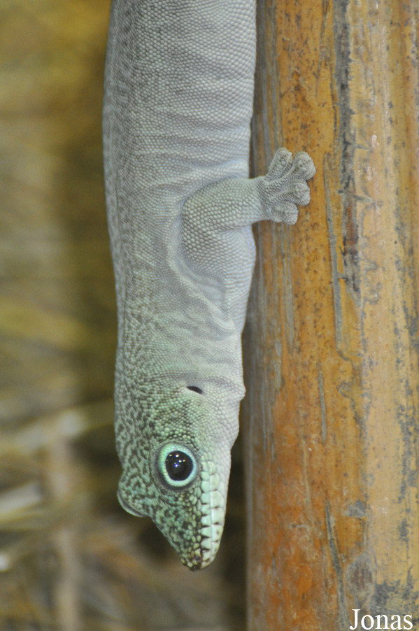 Phelsuma standingi