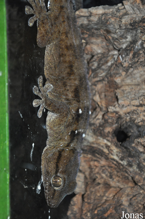 Tarentola annularis