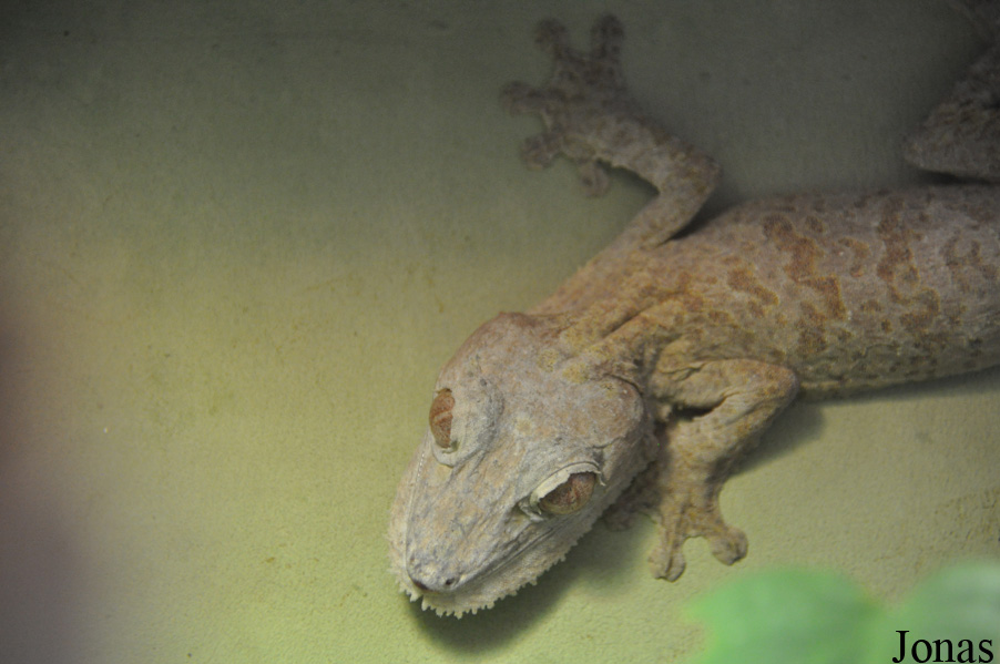 Uroplatus fimbriatus