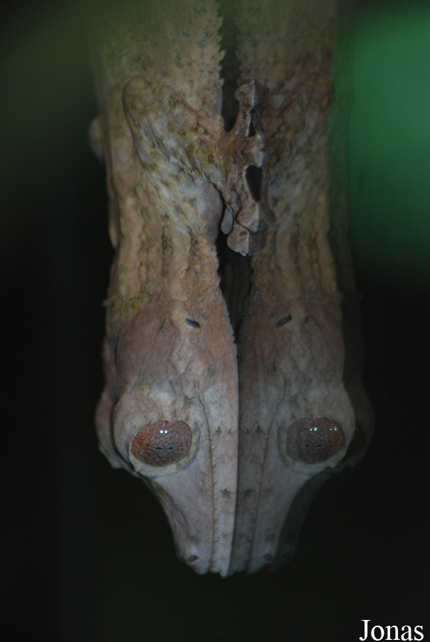 Uroplatus henkeli