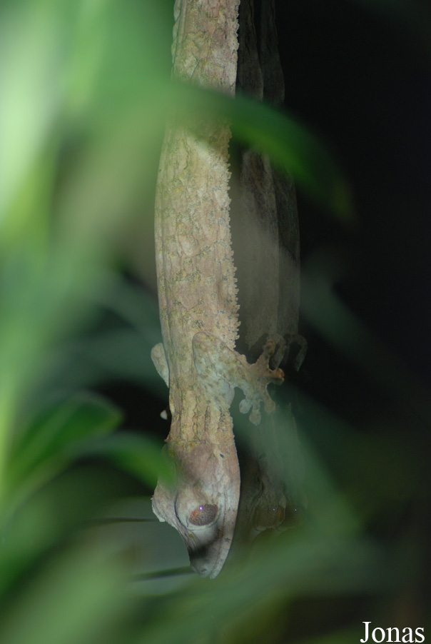 Uroplatus henkeli