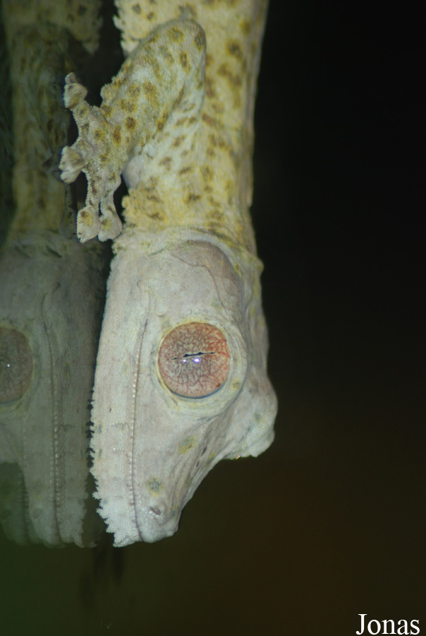 Uroplatus henkeli