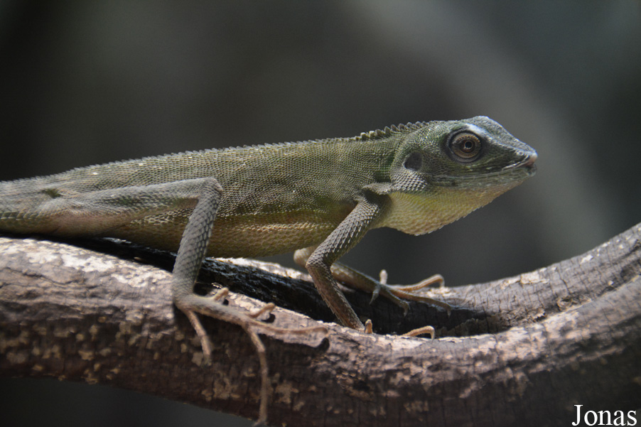Acanthosaura capra