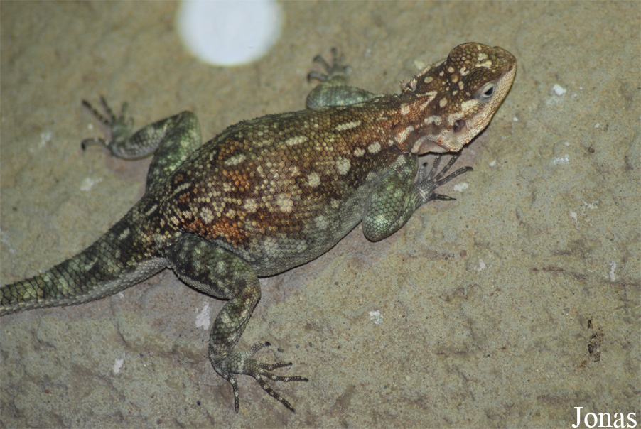 Agama agama