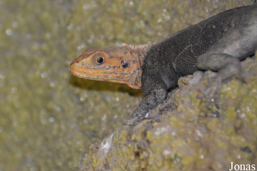 Agama finchi