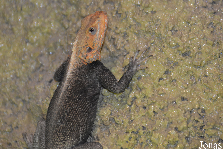 Agama finchi