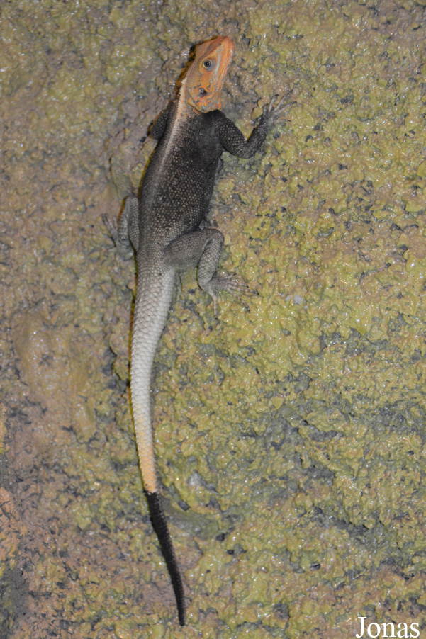 Agama finchi