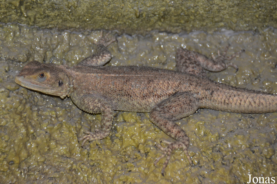 Agama finchi