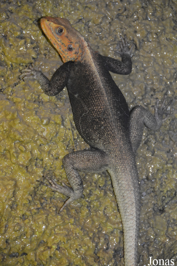 Agama finchi