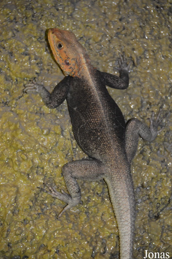 Agama finchi