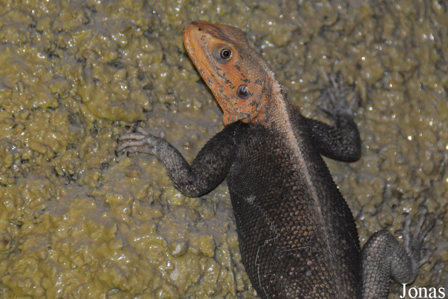 Agama finchi