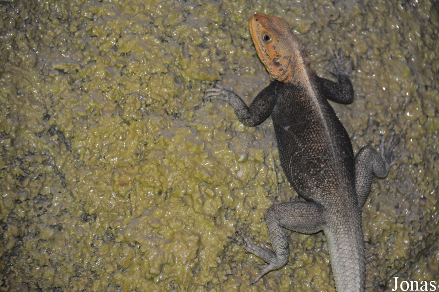 Agama finchi