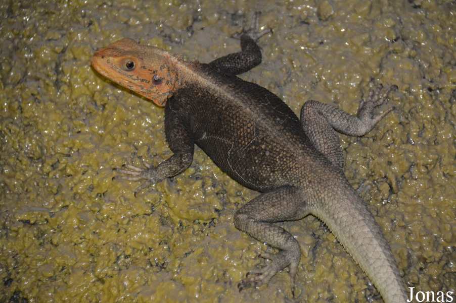 Agama finchi