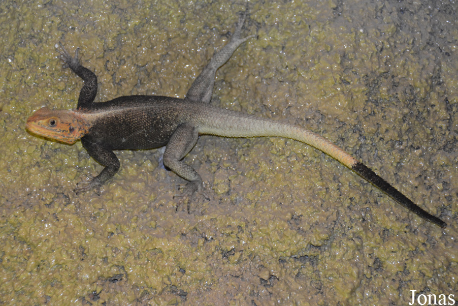 Agama finchi