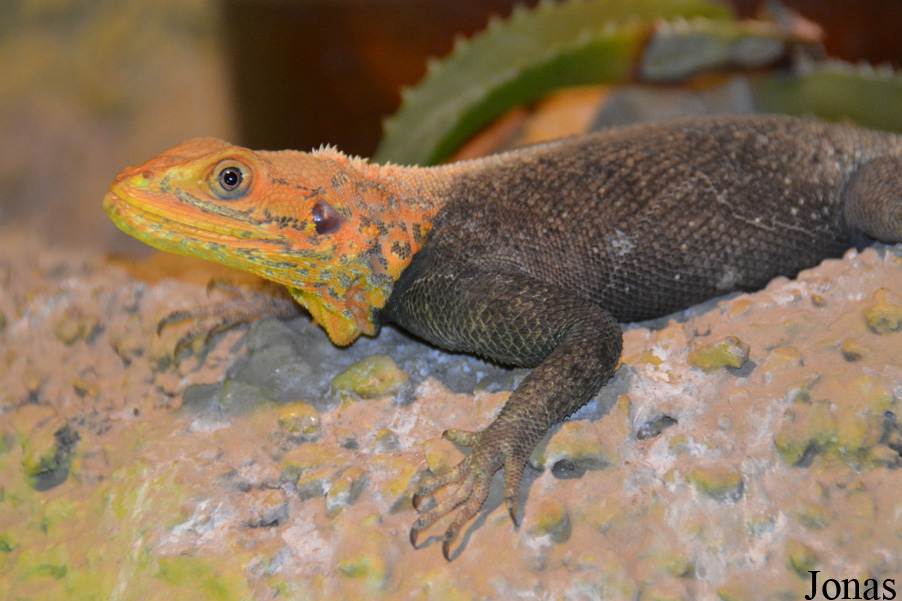 Agama finchi
