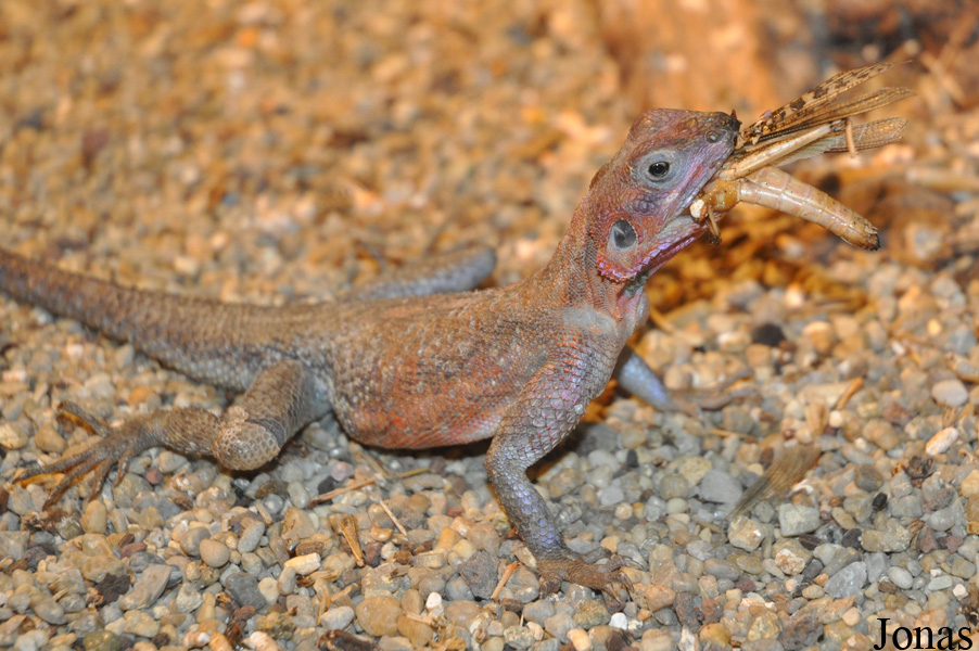 Agama mwanzae