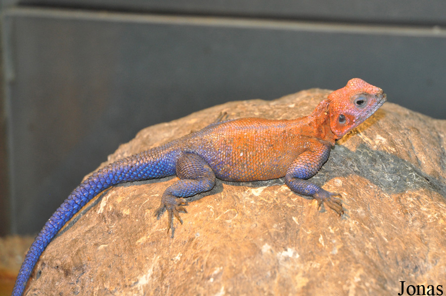 Agama mwanzae