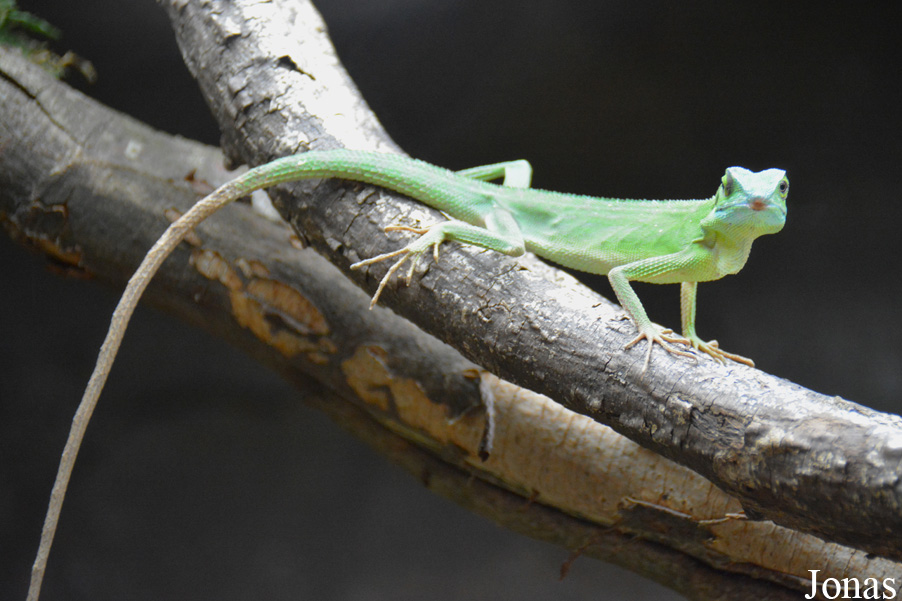 Bronchocela cristatella