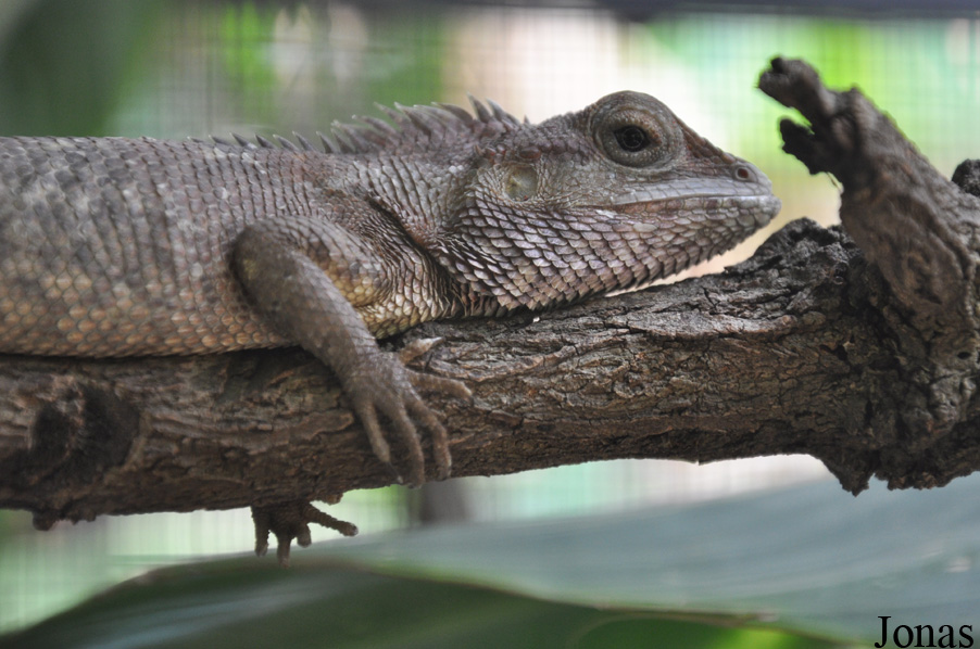 Calotes emma