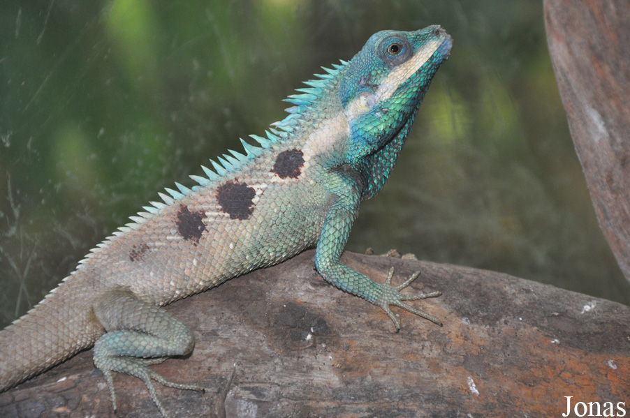 Calotes mystaceus