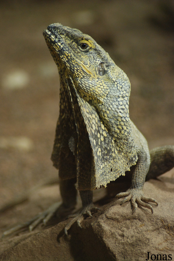 Chlamydosaurus kingii