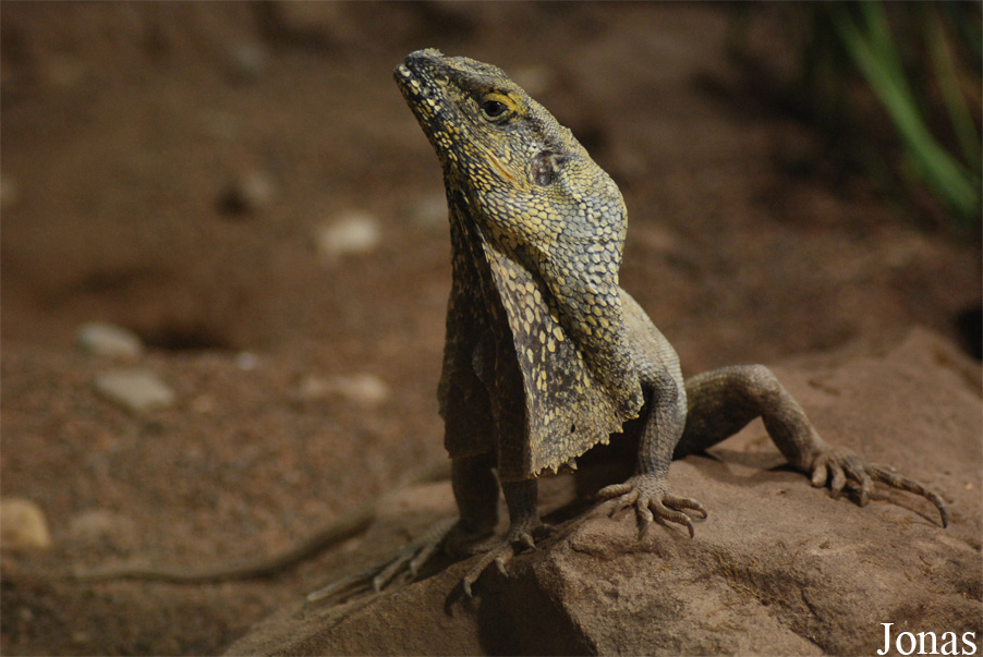 Chlamydosaurus kingii
