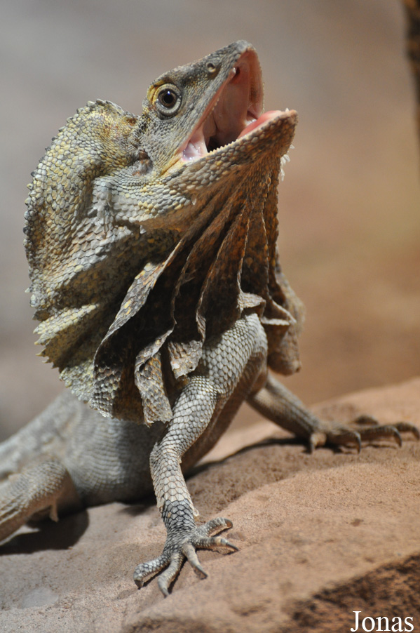 Chlamydosaurus kingii