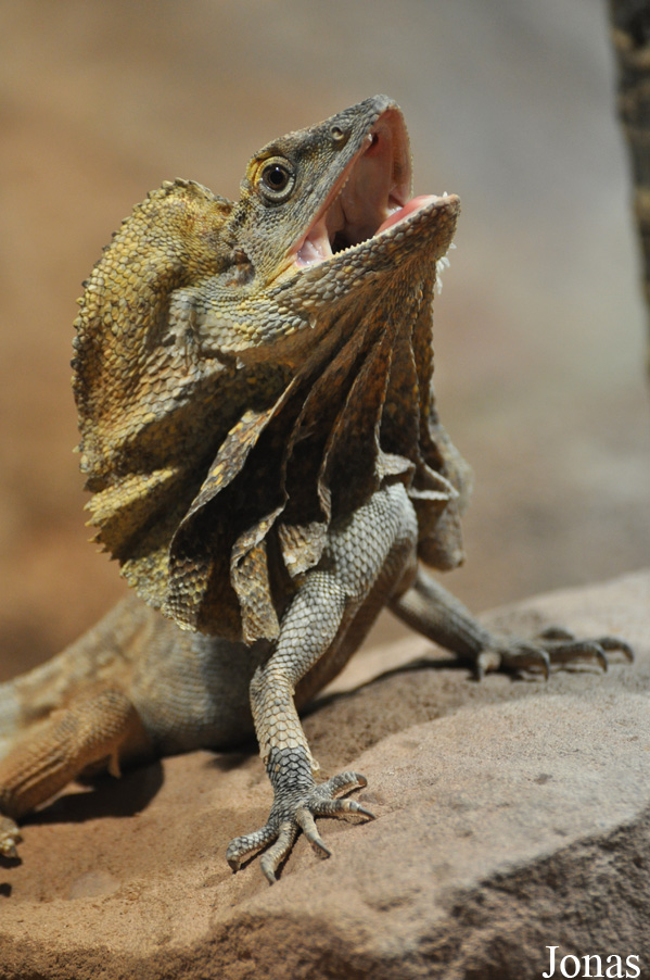 Chlamydosaurus kingii
