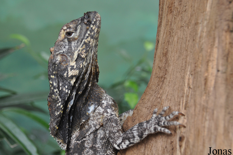 Chlamydosaurus kingii