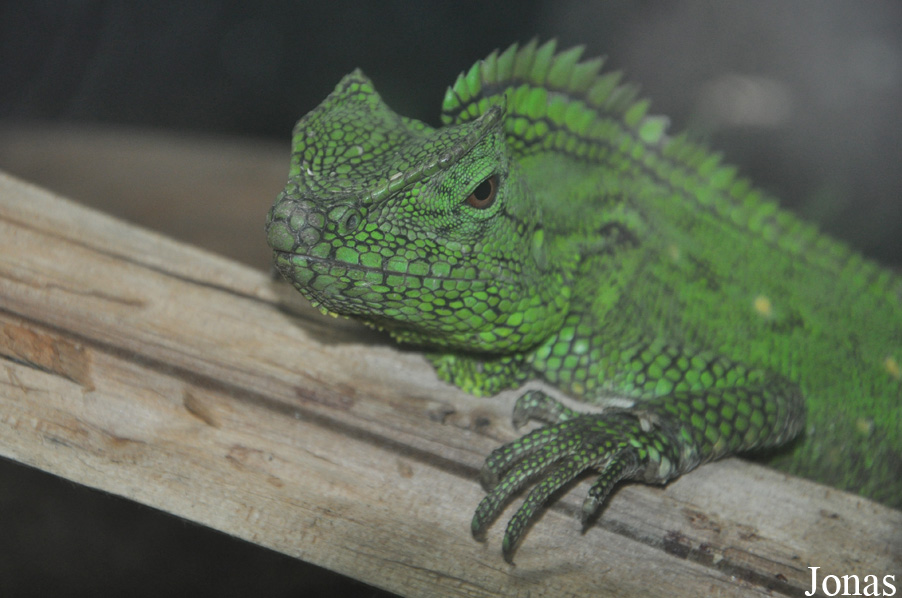 Gonocephalus abbotti