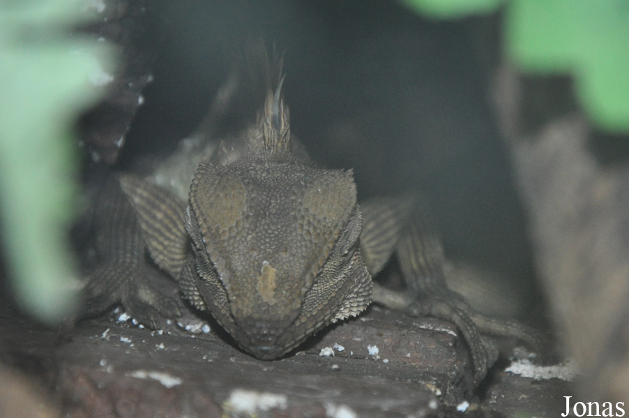 Gonocephalus bellii