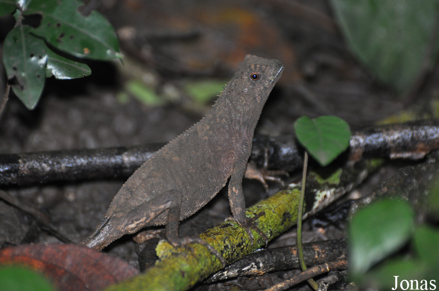 Gonocephalus grandis / Cat Tien National Park