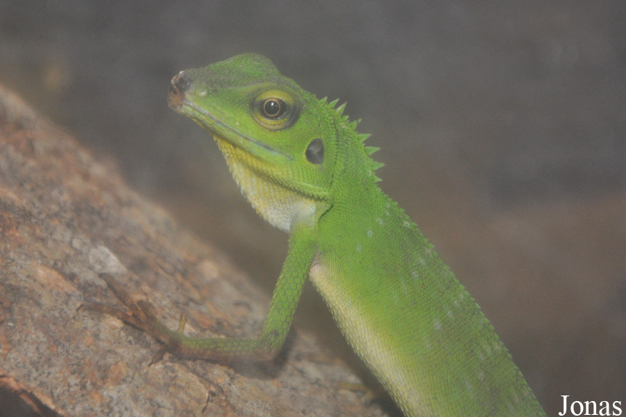 Gonocephalus sp.