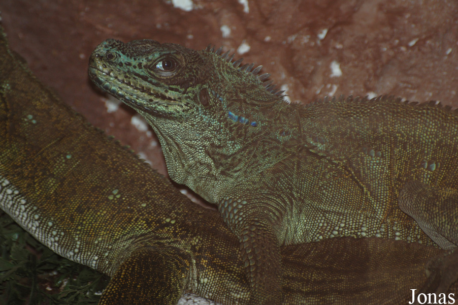 Hydrosaurus amboinensis