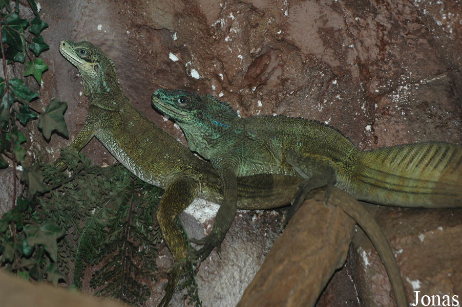 Hydrosaurus amboinensis