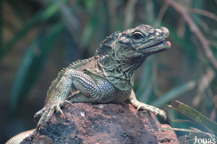 Hydrosaurus pustulatus