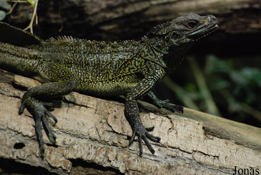 Hydrosaurus weberi