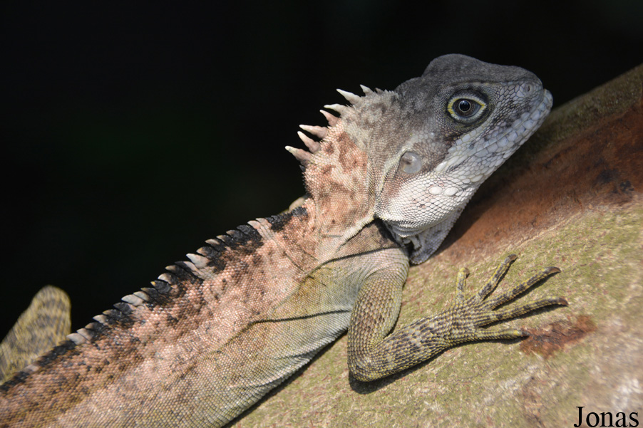 Hypsilurus magnus